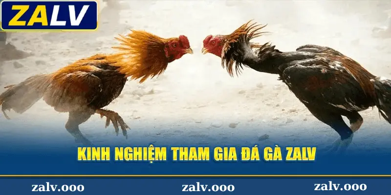 Bí quyết chiến thắng tại đá gà Zalv